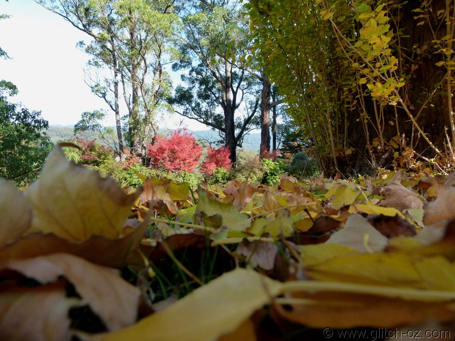 YarraValleyColour_006.JPG