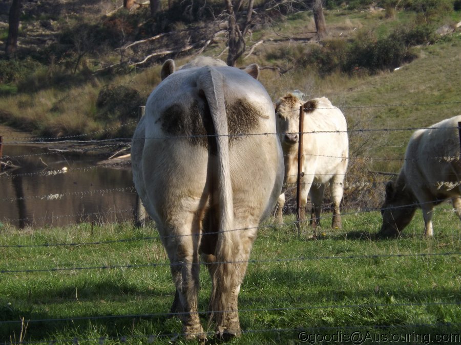 YarraValleyColour_012a.JPG