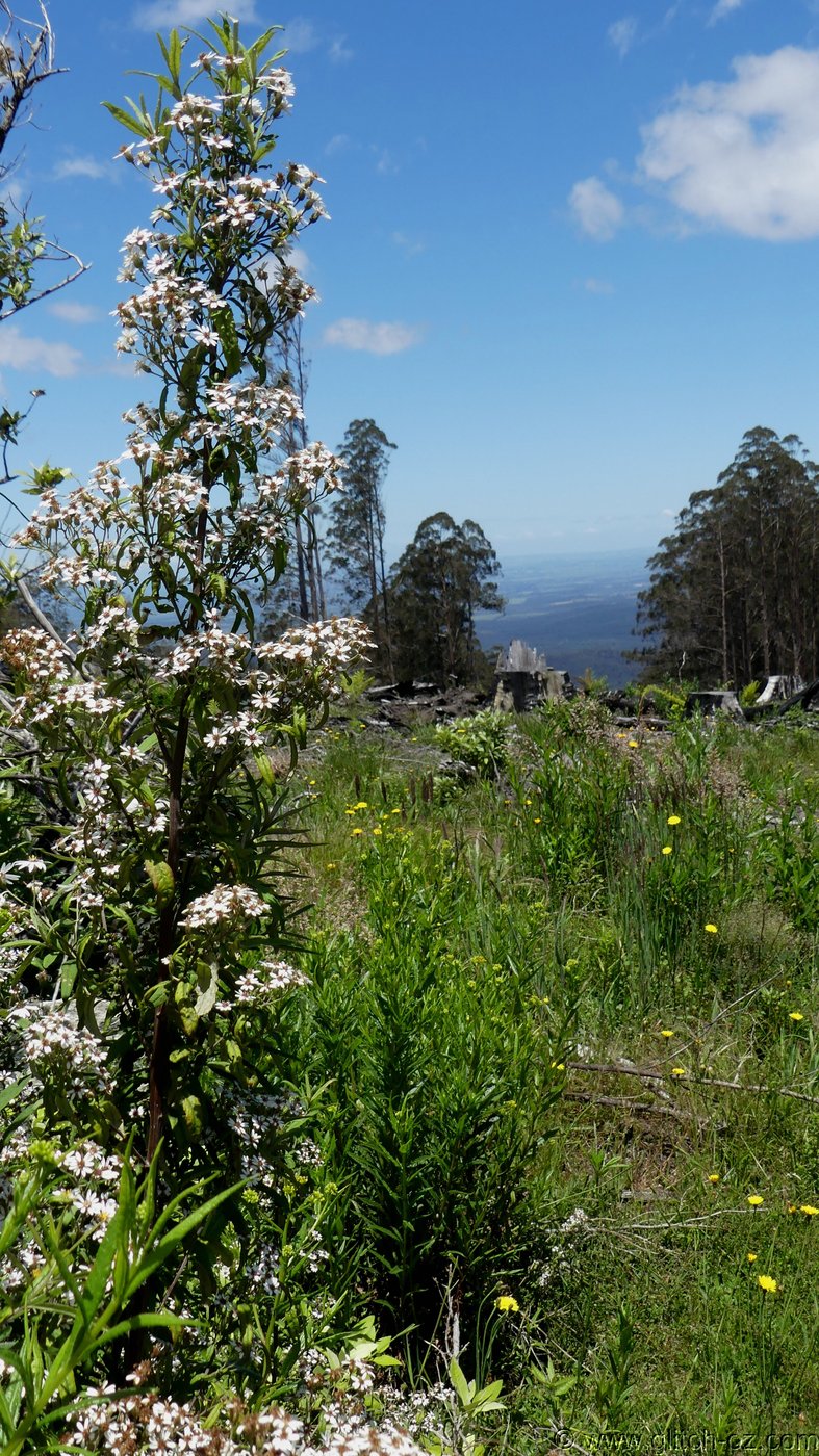Bunyip_011.JPG