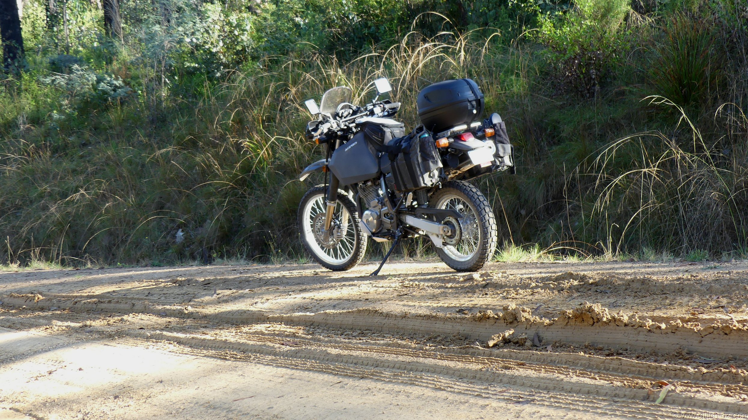 BushPig_029.JPG