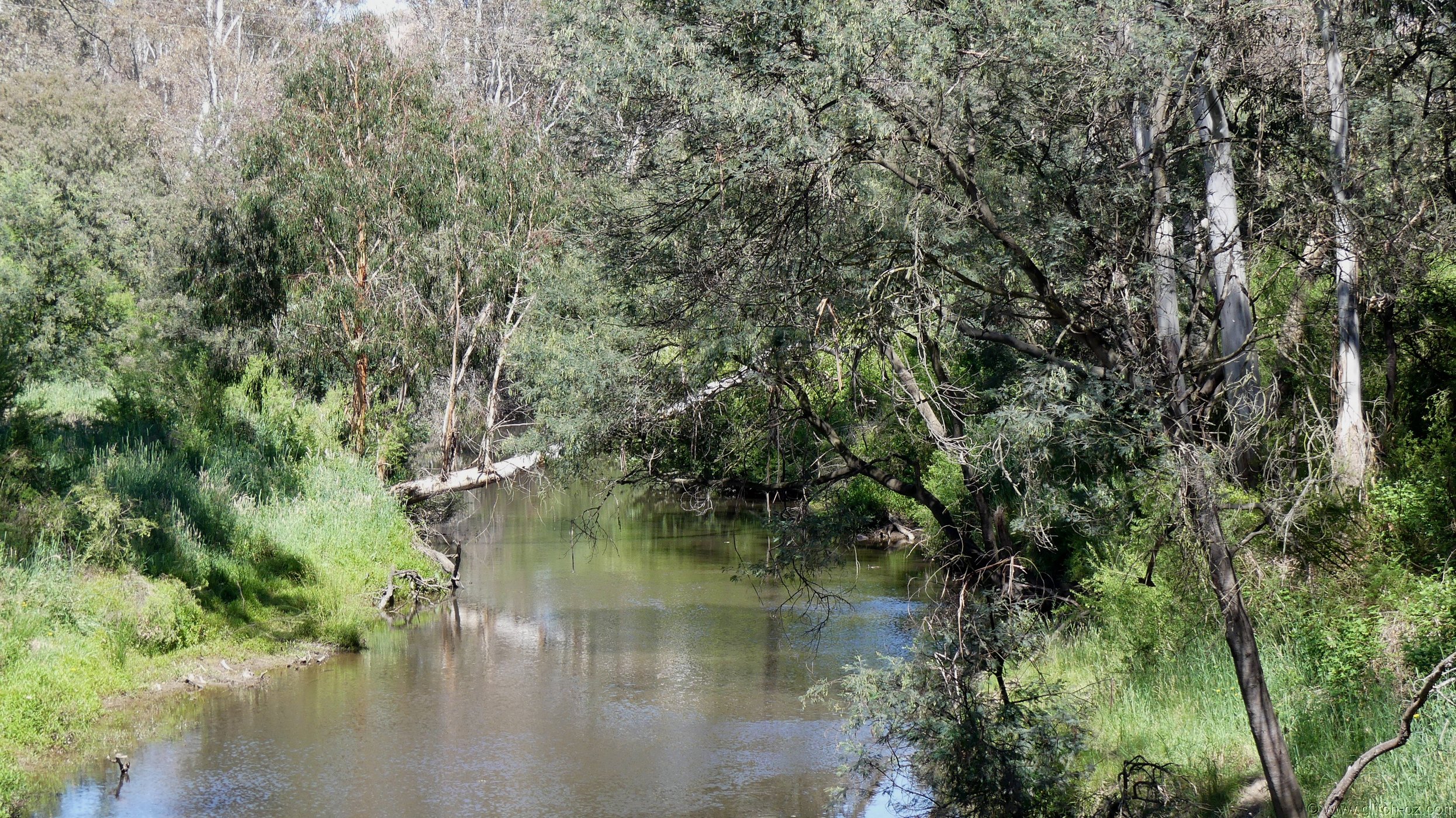 StrathCreek017.JPG