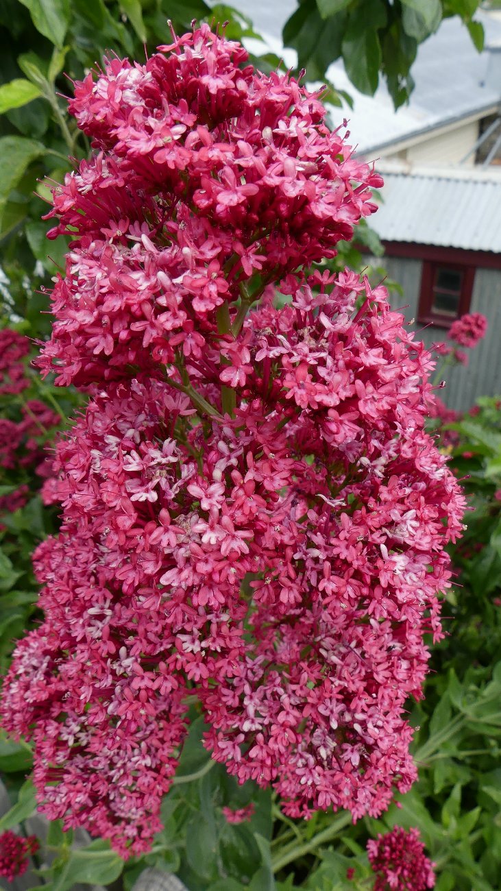 2024_NZ_SI_291.JPG