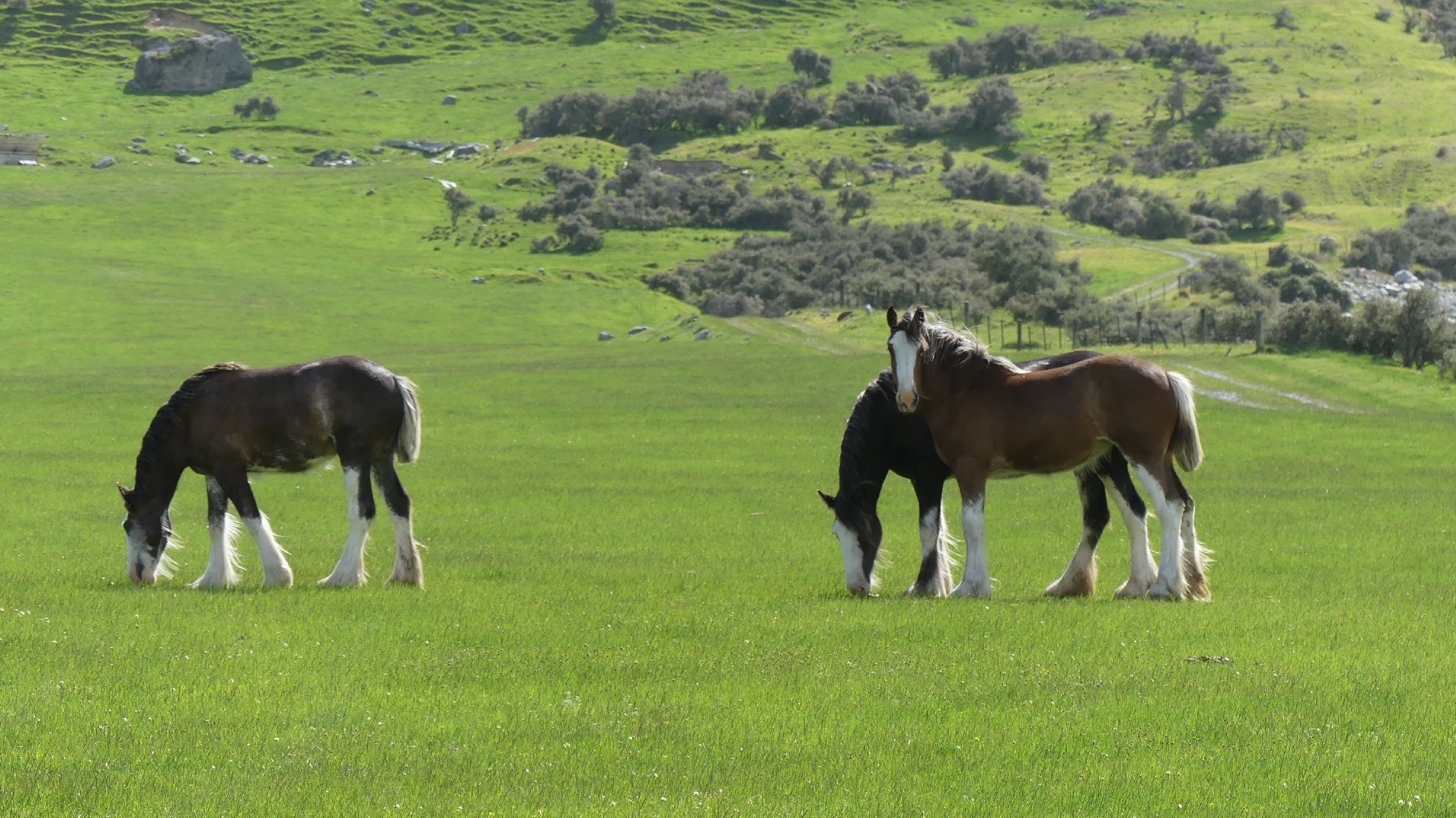 2024_NZ_SI_452.JPG
