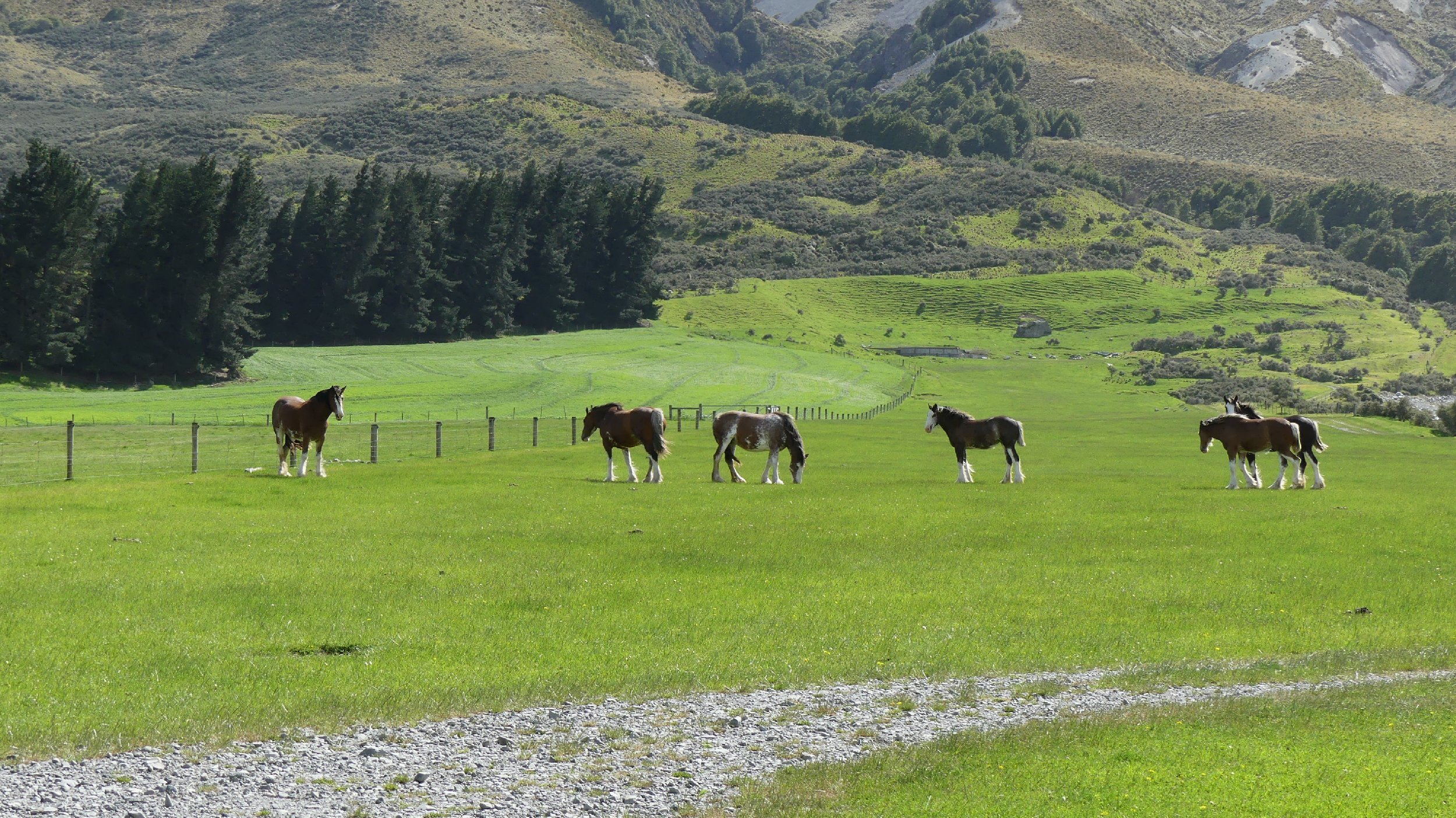 2024_NZ_SI_453.JPG